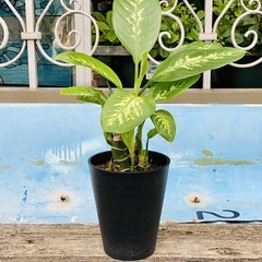 🌿観葉植物　ディフェンバキア　セグイネ　トロピックスノー④ 🌿の画像