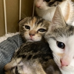 スコテッシュまじりの子猫達