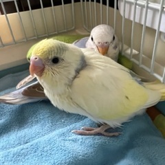 セキセイインコ2羽　里親受付終了します。