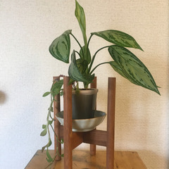 【お取引中】アグラネオマ　ムラサキゴテン　
