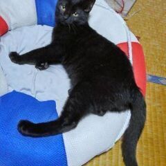 　✨9月20生まれの可愛い黒猫兄妹✨　 − 秋田県