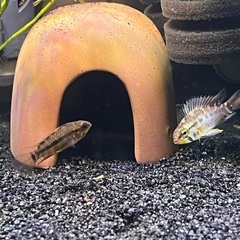 アピストグラマ エウノータス 1prの画像