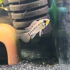 アピストグラマ エウノータス 1pr