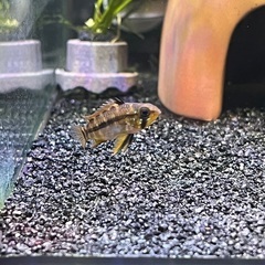 アピストグラマ エウノータス 1prの画像