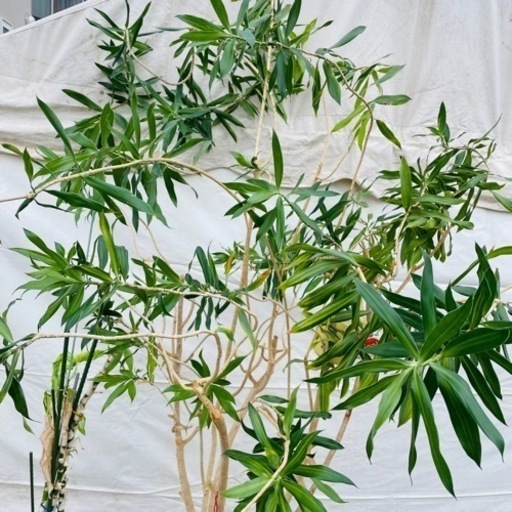 観葉植物　2本セット　配送室内設置可能‼︎　K11011