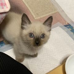 9/14産まれのオス猫４匹の里親探してます！