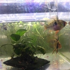 ドイツラミレジィ稚魚