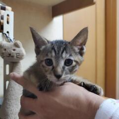 🐈生後約2ヶ月 キジトラの仔猫 里親募集！🐈