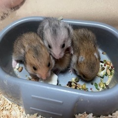 【一時受付休止】ゴールデンハムスター　ノーマル　里親募集