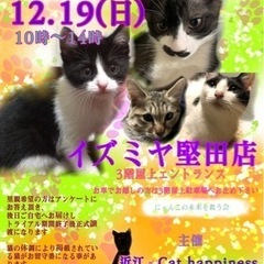 保護猫の譲渡会　１２月１９日(日)
