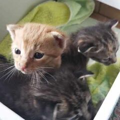 in瀬戸～子猫もいっぱいの譲渡会 ちーむにゃいんず2021年12...