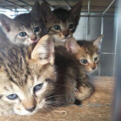 in小牧～子猫もいっぱいの譲渡会 ちーむにゃいんず2021年12...