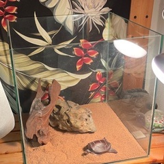 陸亀飼育セット