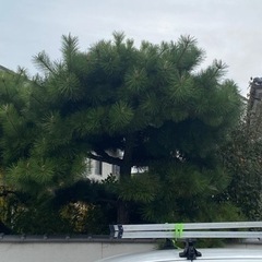 松　あげます　