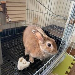 可愛い♡ウサギ🐰の里親募集