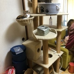 キャットタワー