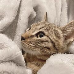 ☆クリクリと大きな瞳のキジトラの女の子をもらってください☆