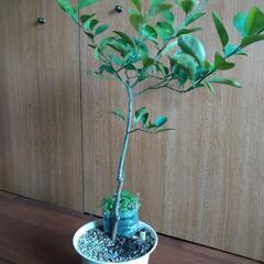 みかん苗木（実なし）【受付終了しました】