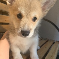 コーギー仔犬男の子里親募集中