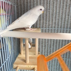 里親様決まりました！ありがとうございました！セキセイインコ2羽