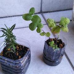 取引中●🌱ハーブ🌱ローズマリー&アップルミント苗のセット100円