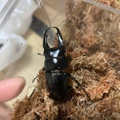 いろんなクワガタpart2