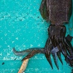 釣り用品 (エギ)の画像