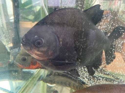 コロソマ　熱帯魚　50cm ブラック　ピラニア