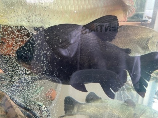 コロソマ　熱帯魚　50cm ブラック　ピラニア