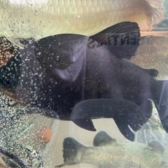 コロソマ 熱帯魚 50cm ブラック ピラニア