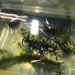歌舞かない白カブキメダカ