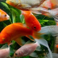 緊急募集中！金魚ほしい方譲ります！
