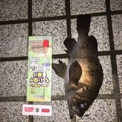 釣り友募集