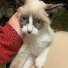 シャム系たぬき顔の仔猫ちゃん🌻譲渡 - 大分市