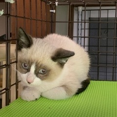 シャム系たぬき顔の仔猫ちゃん🌻譲渡 - 里親募集