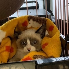 シャム系たぬき顔の仔猫ちゃん🌻譲渡の画像