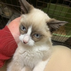 シャム系たぬき顔の仔猫ちゃん🌻譲渡 - 猫