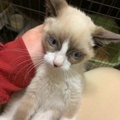 シャム系たぬき顔の仔猫ちゃん🌻譲渡 − 大分県