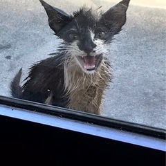 油まみれで保護した猫