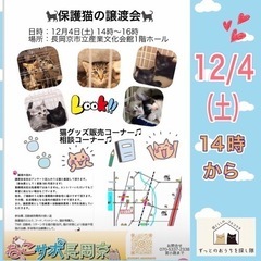 保護猫の譲渡会❣️