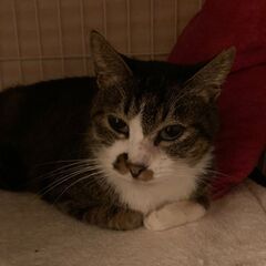冬の厳しい港町で不幸な猫を減らしたい。