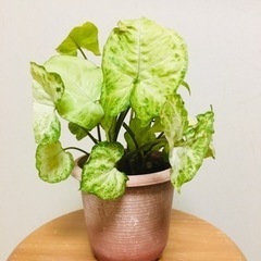 観葉植物　シンゴニウム　(D)