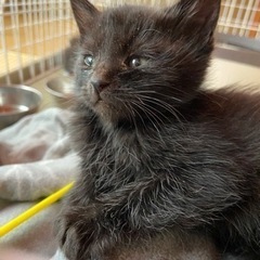 写真更新しました。かわいい子猫です。
