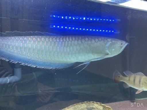 ブラックアロワナ55センチ