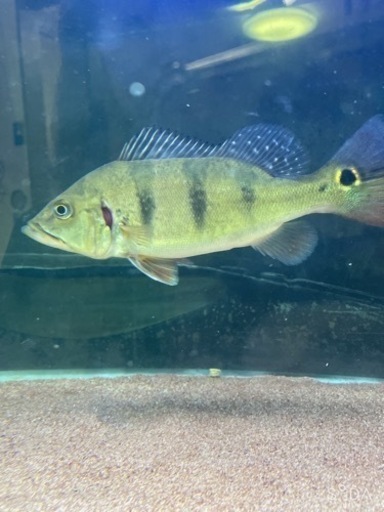 キクラケルベリー