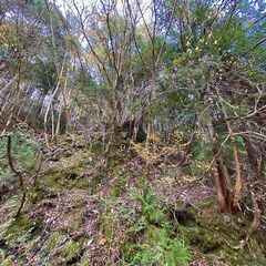 【成約済】山林物件 長野県木曽郡南木曽町 - 不動産