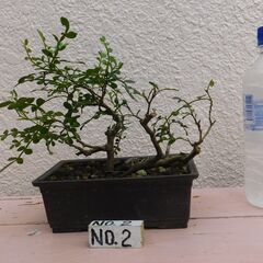 小品盆栽の画像
