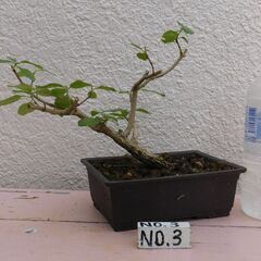 小品盆栽の画像