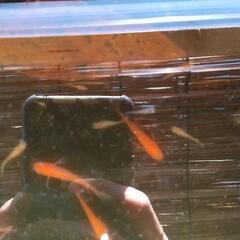 紅帝ヒレ長の幼魚の画像