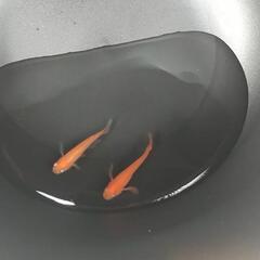 紅帝ヒレ長の幼魚の画像